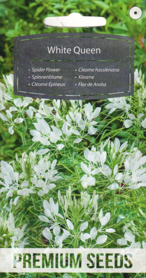 Harilik ämbliklill "White Queen"