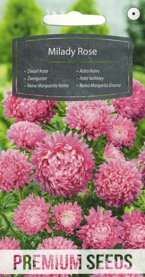 Aster "Milady Rose"