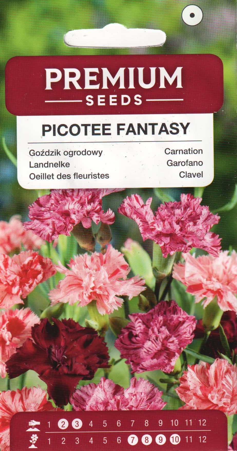 Šaboonelk "Picotee Fantasy"