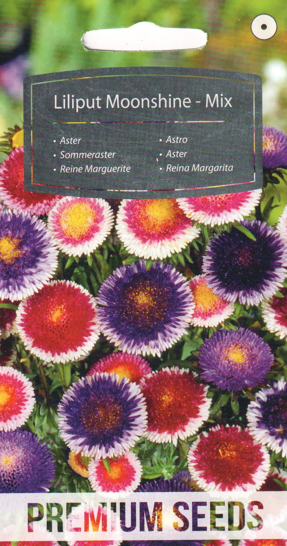 Aster "Liliput Moonshine Mix"