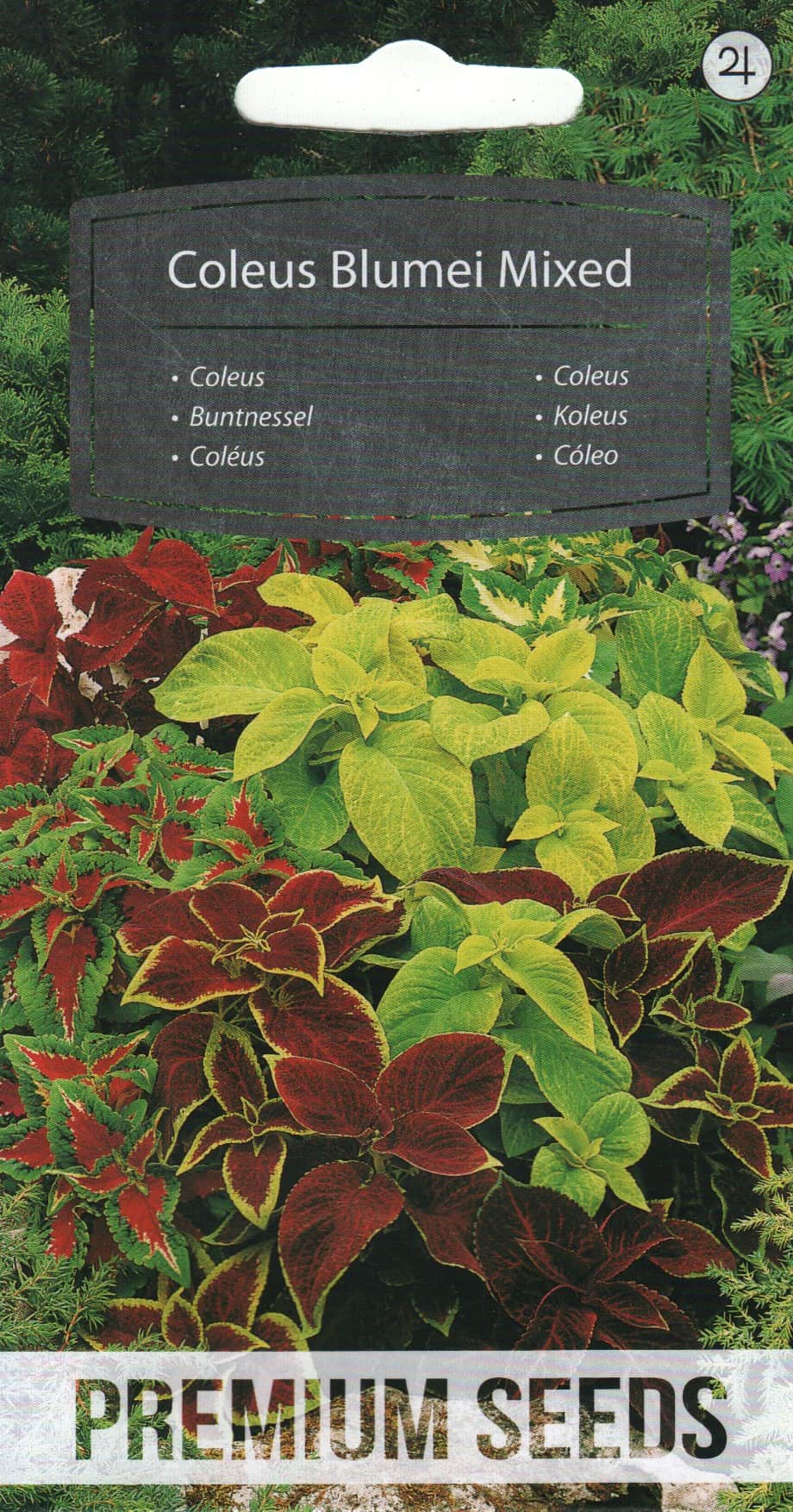 Värd-kirinõges "Blumei Mixed"