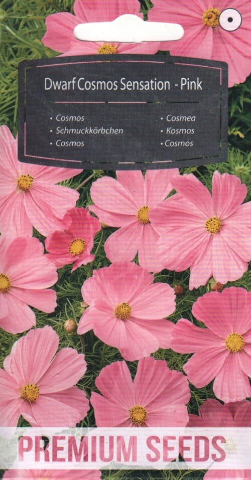 Kosmos "Dwarf Sensation Pink"