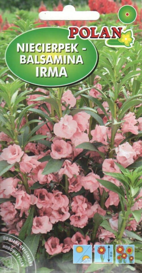 Aed-balsamiin "Irma"