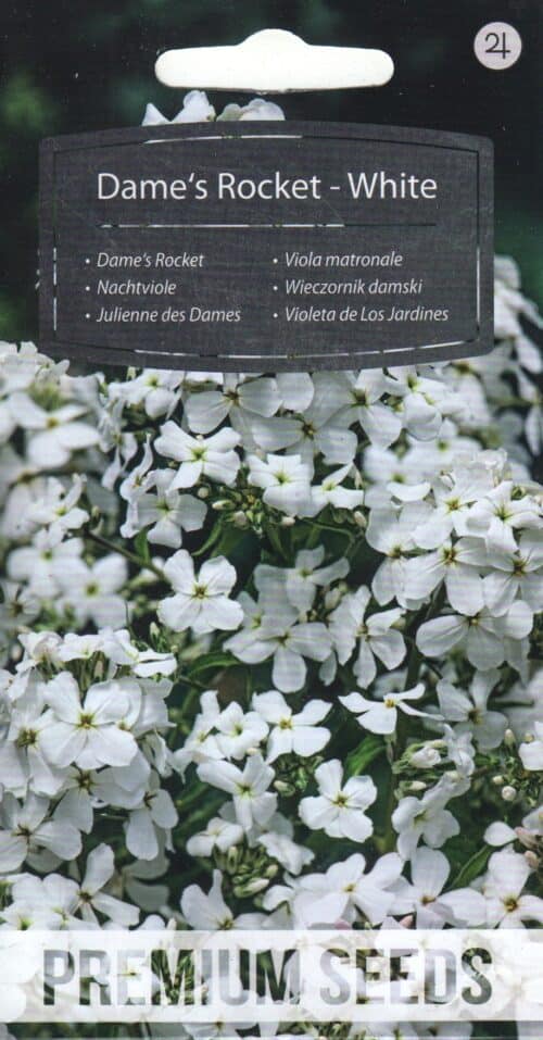Harilik öölill "Dame`s Rocket White"