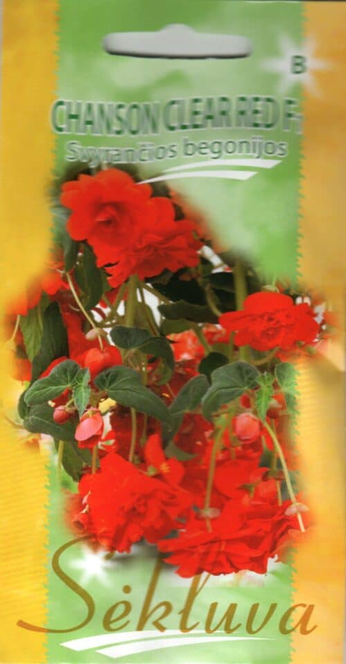 Ripp-begoonia paljuõieline "Chanson Clear Red" F1