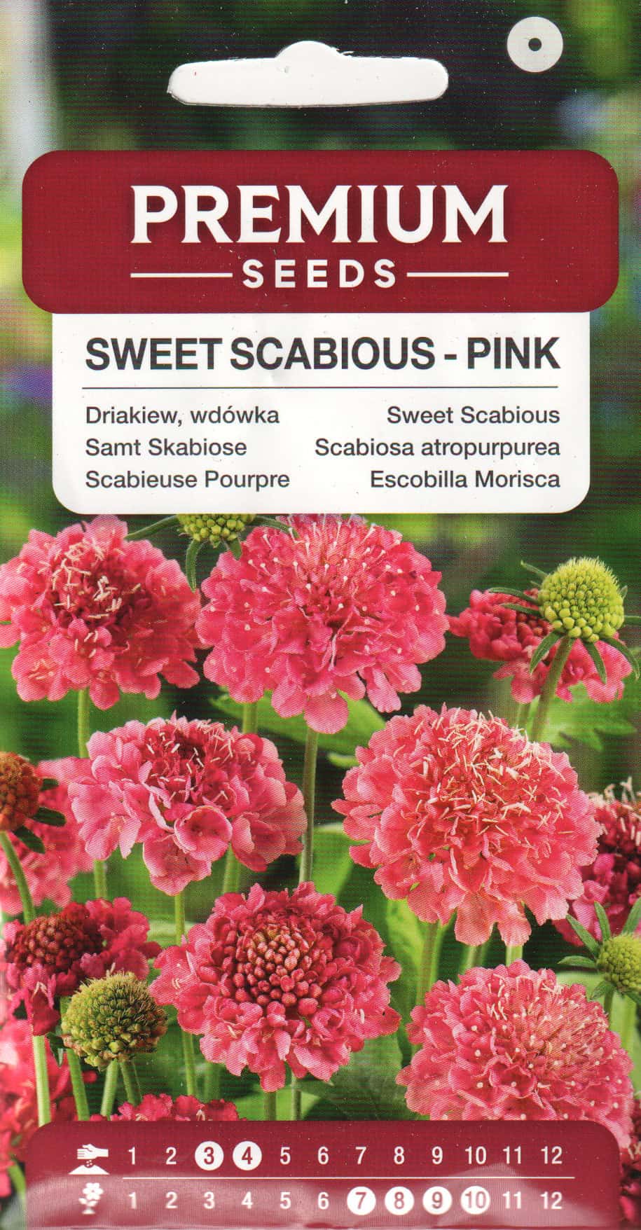 Hurmeline tähtpea "Pink"