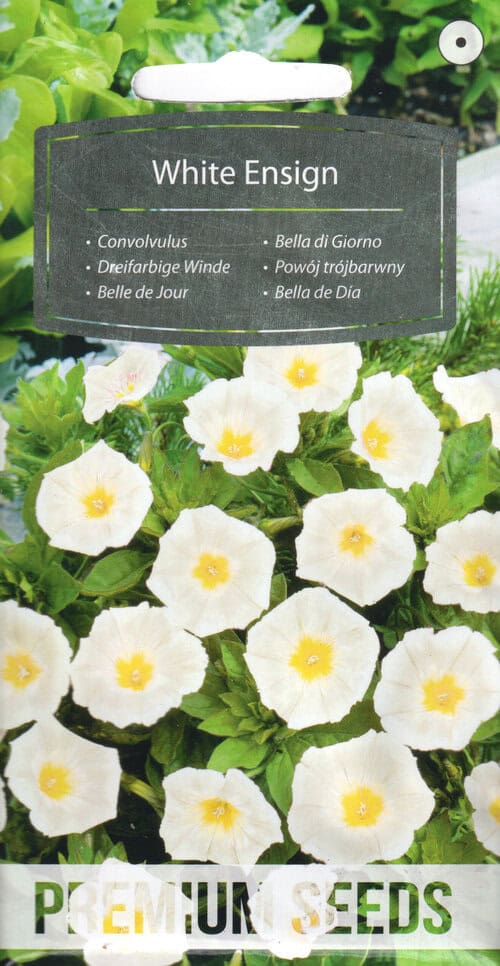 Kolmevärviline kassitapp madal "White Ensign"