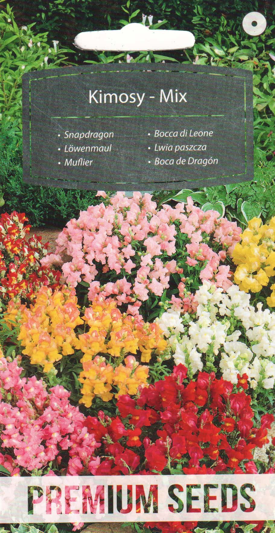 Lõvilõug kääbus "Kimosy Mix"