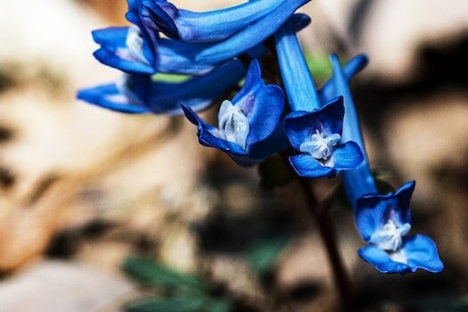 Blue Corydalis Plant Flower