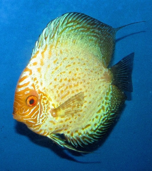Imperial Scorpion Discus (2 Inches)