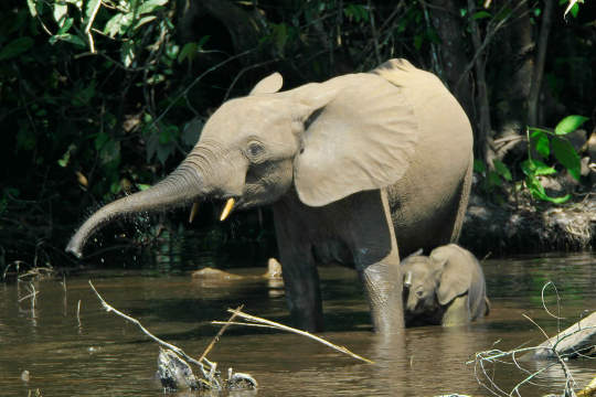 African forest elephant cow with a calf