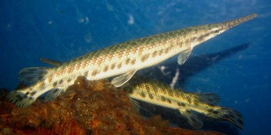 Spotted Gar (6 - 7 Inches)