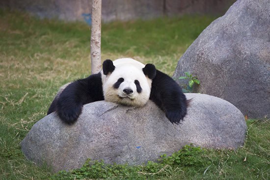 Big panda sleeping on the stone דב פנדה בגן חיות