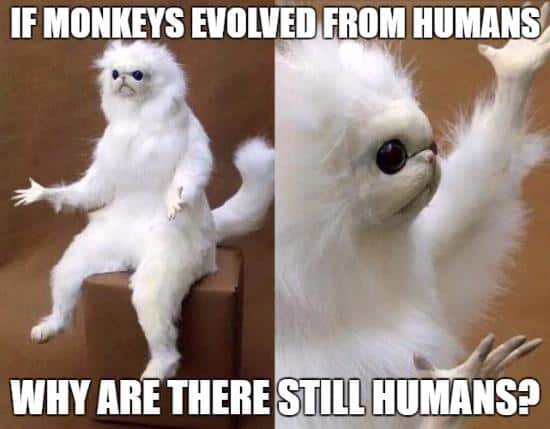 if monkeys evolved from humans, why are there still humans