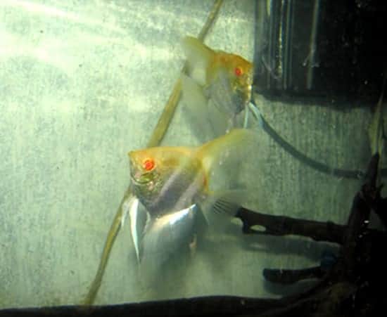 Albino Angelfish