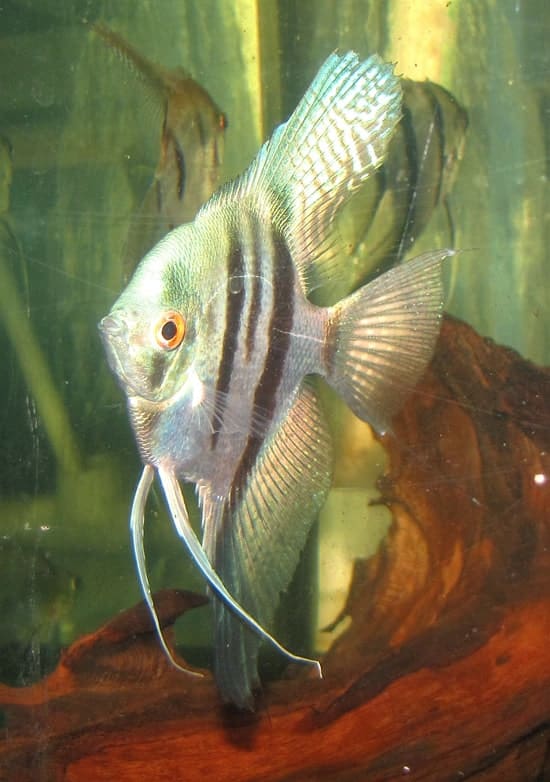 Blue Angelfish