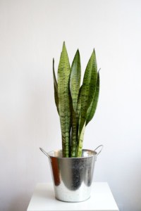 Sansevieria zeylanica