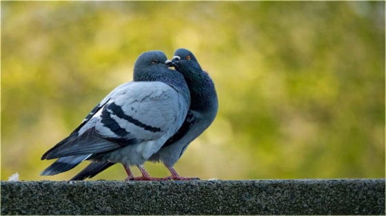 pigeons touching beaks as in a kiss