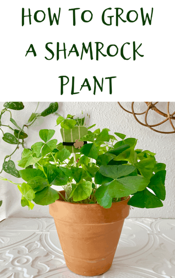 how to grow a shamrock