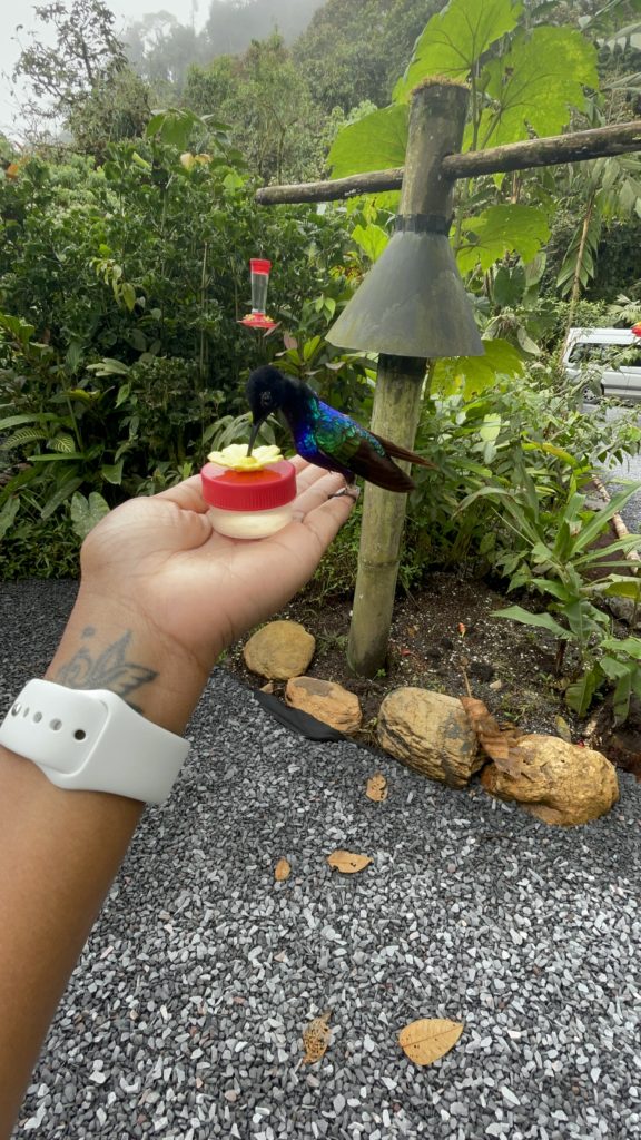 Hummingbird