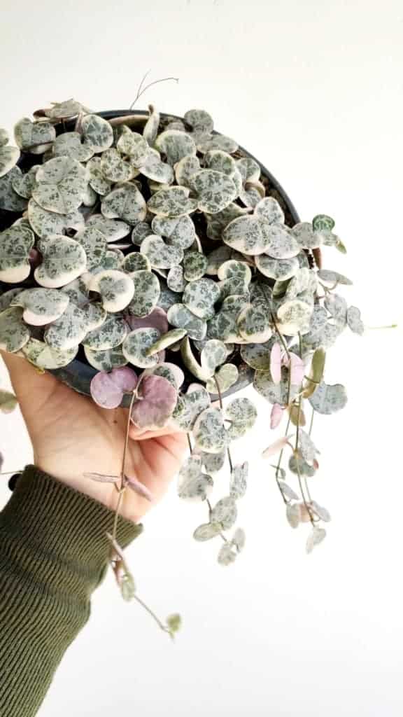 ceropegia woodii variegata