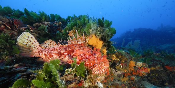 A vous de jouer : Appel pour l’interdiction définitive des concours de chasse sous‐marine !