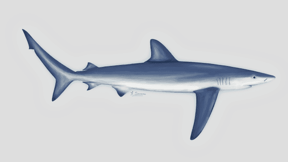 Rejoignez la campagne : Pas de requin dans mon assiette !