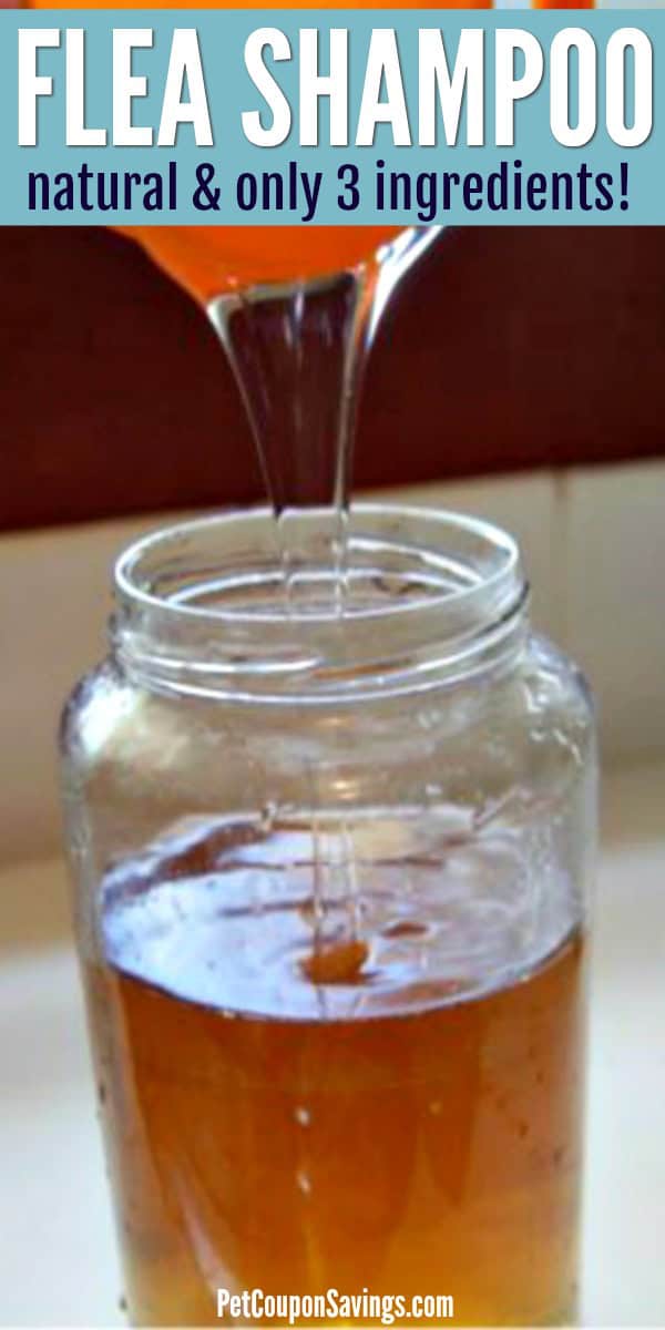Diy flea store shampoo