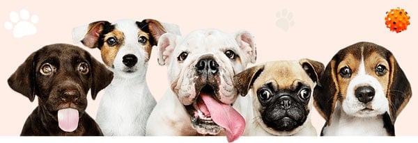 Dogs-hero-header-image-mobile