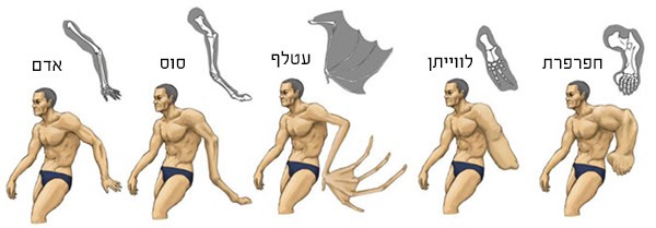 סאטושי קווסאקי סאטושי קווסאקי
