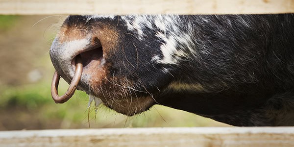Close up of an English Longhorn bull with a nose ring. Close up of an English Longhorn bull with a nose ring.