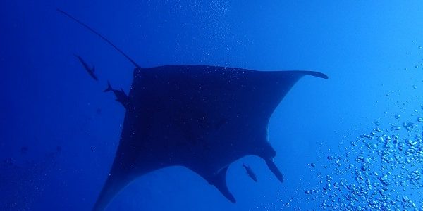 Non, nous n’avons pas oublié les raies Manta !