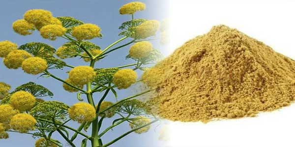 Asafoetida (Hing) - Uses, Origin, Sources, Health Benefits, Side Effects2