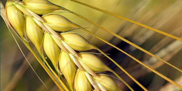 Barley (Jaun) Uses, Sources, Health Benefits, Side Effects4