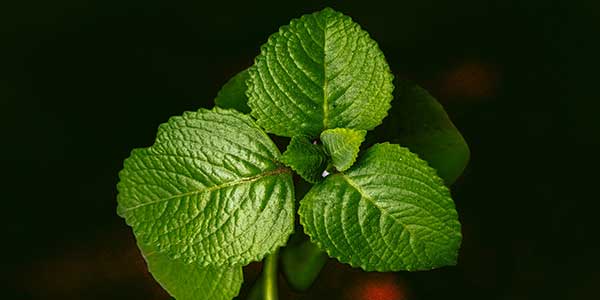 Basil (Tulsi) - Uses, Sources, Health Benefits, Side Effects3