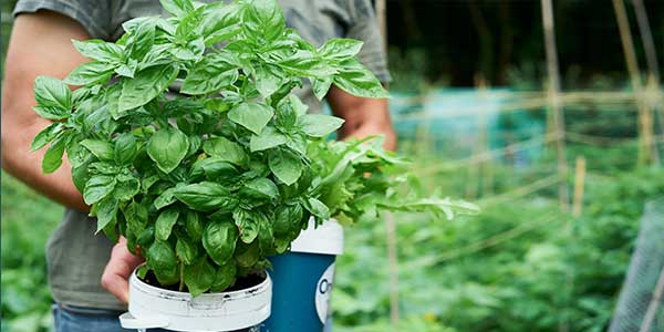 Basil (Tulsi) - Uses, Sources, Health Benefits, Side Effects4