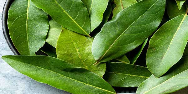 Bay Leaf (Tajpatta) - Uses, Sources, Health Benefits, Side Effects-2