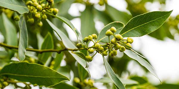 Bay Leaf (Tajpatta) - Uses, Sources, Health Benefits, Side Effects-3