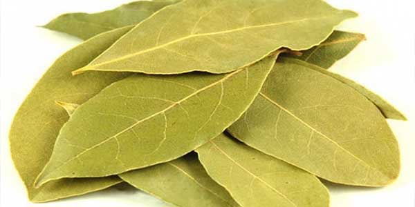 Bay Leaf (Tajpatta) - Uses, Sources, Health Benefits, Side Effects-4