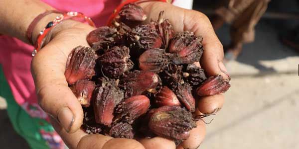 Black Cardamom (Badi Elaichi) - Uses, Health Benefits, Side Effects-3