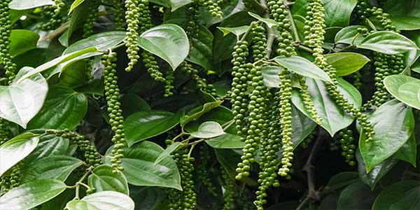 Black Pepper (Kali Mirch) Uses, Health Benefits, Side Effects-3