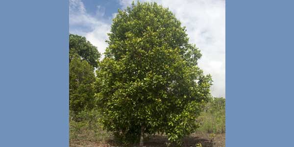 Cloves (Laung) - Uses, Health Benefits, Side Effects-3