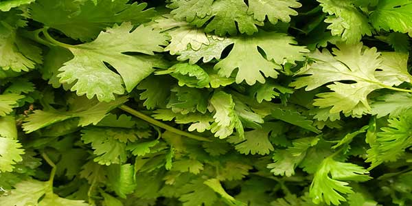 Coriander Leaves (Hara Dhaniya) - Uses, Health Benefits, Side Effects-2