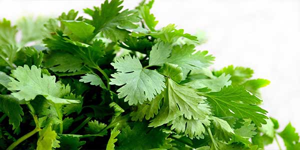 Coriander Leaves (Hara Dhaniya) - Uses, Health Benefits, Side Effects-3