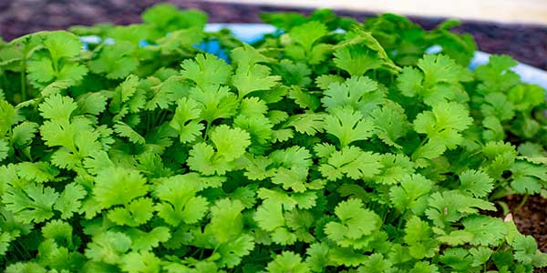 Coriander Leaves (Hara Dhaniya) - Uses, Health Benefits, Side Effects-4