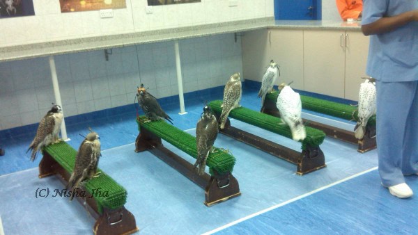 abu dhabi falcon hospital @lemonicks.com