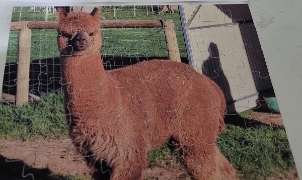 Finished Jigsaw puzzle cut out and made up. Puzzle is of Fudge the Alpaca.