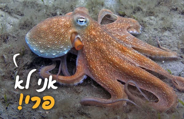 תמנון אומר: אני לא פרי תמנון אומר: אני לא פרי
