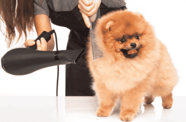 cada cuanto debo cepillar a mi pomerania
