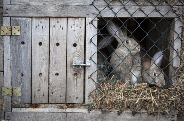 The Best Rabbit Hutch - Helpful buying guide and top 5 hutch reviews Rabbits in a wooden hutch